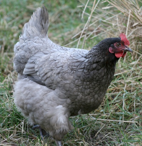 Красивая курочка a-ya-ne-tolstaya